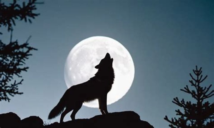 Unveiling Symbolism, Meaning & Creative Designs